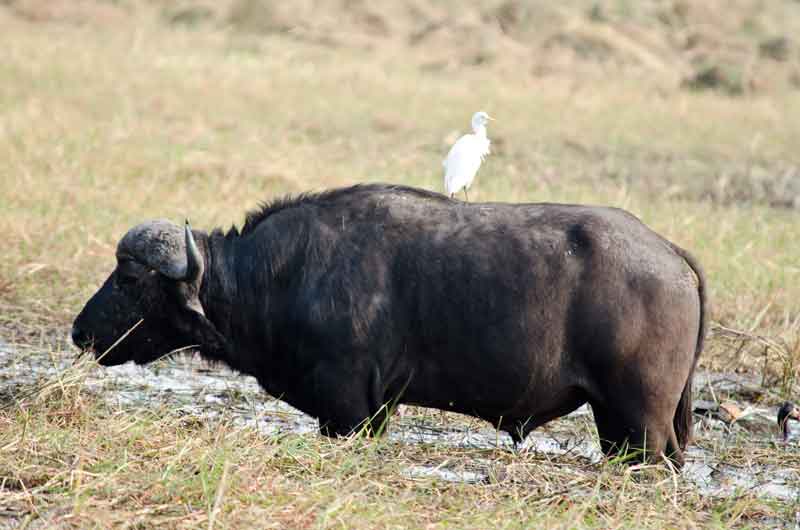 105 - Botswana - bufalo africano - parque nacional de Chobe